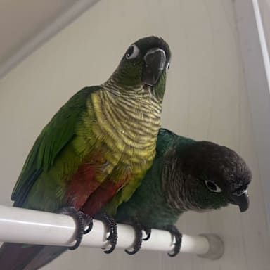 森あかり