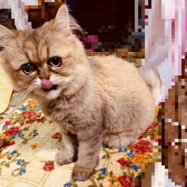 紗紗