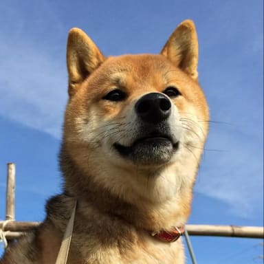 芳賀健