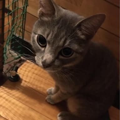 にゃー