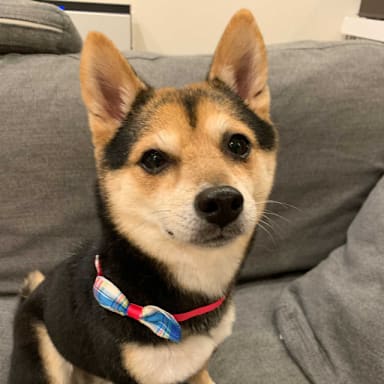 han