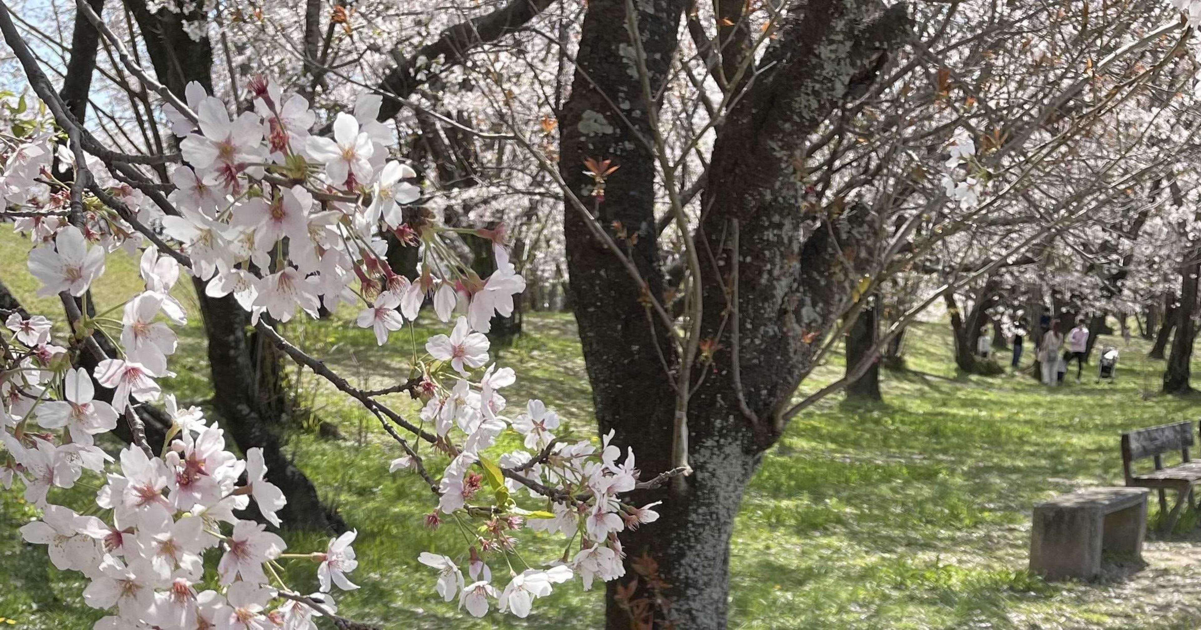 西日本営業部にジョインした佐波(さば)です