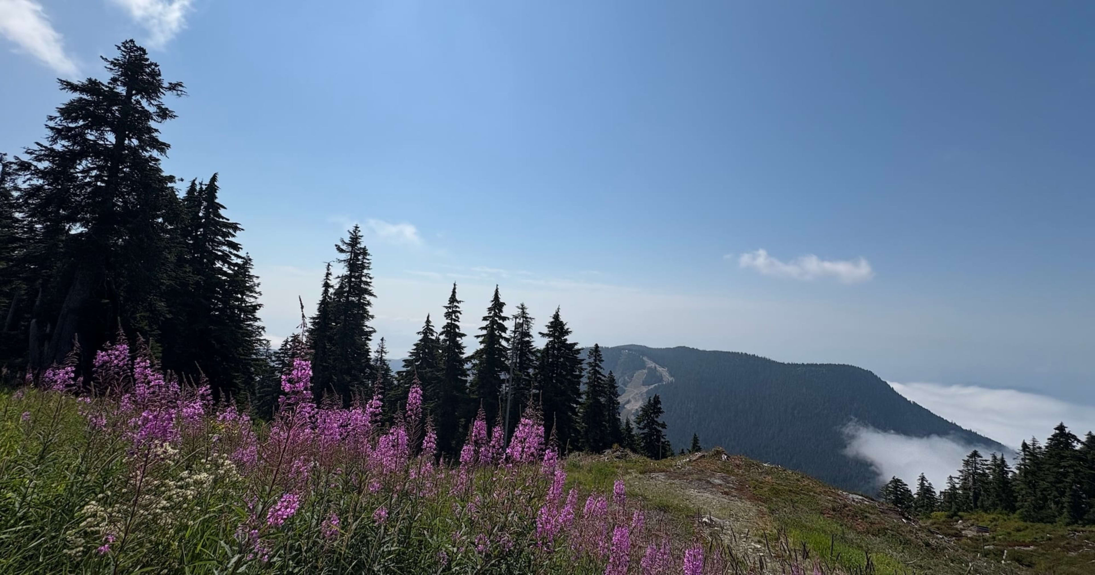 1,000人でハイキングしてギネス認定記録目指してみた