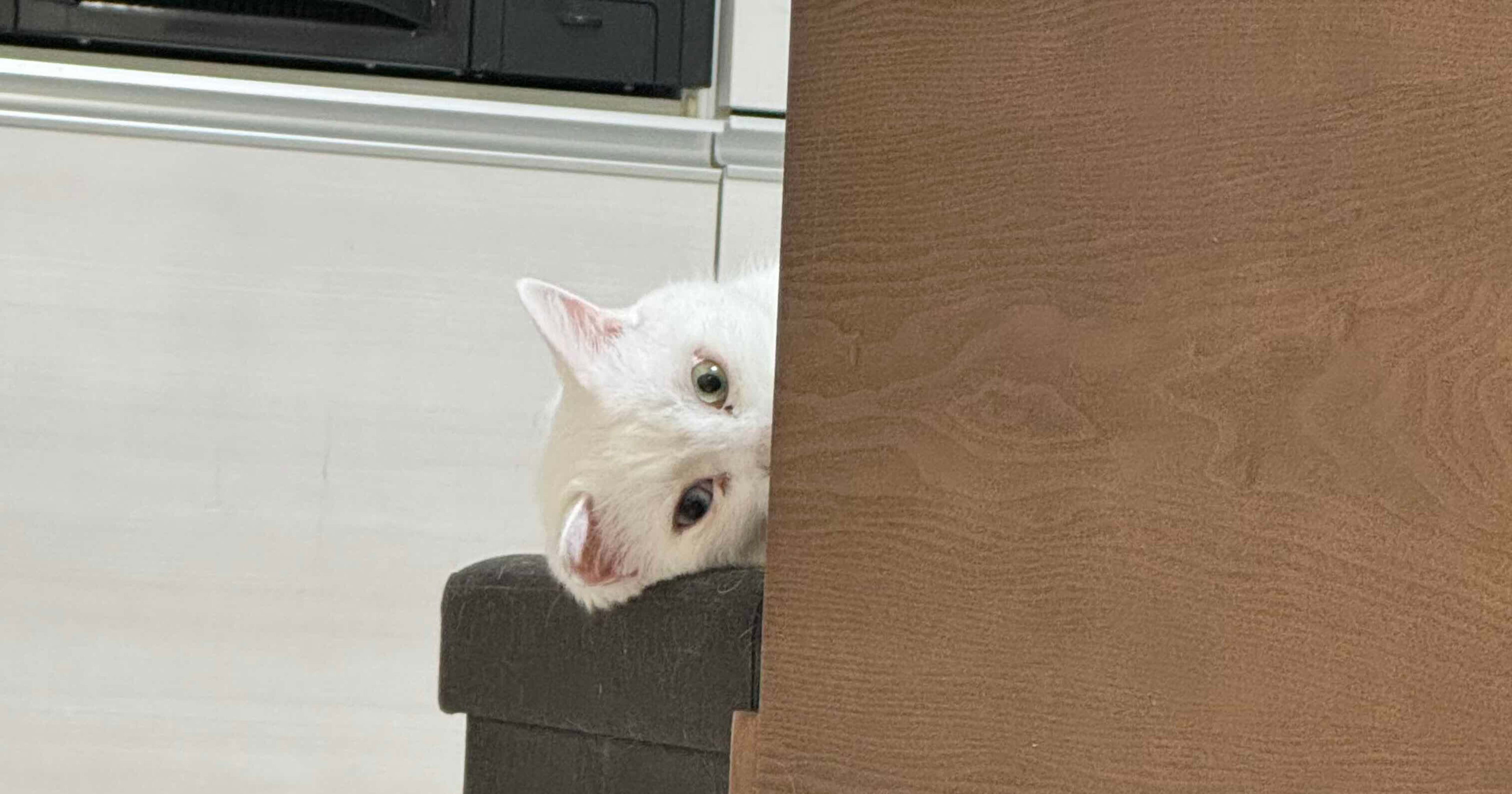 データ事業部サービスソリューション部にジョインしました松村昌範です。