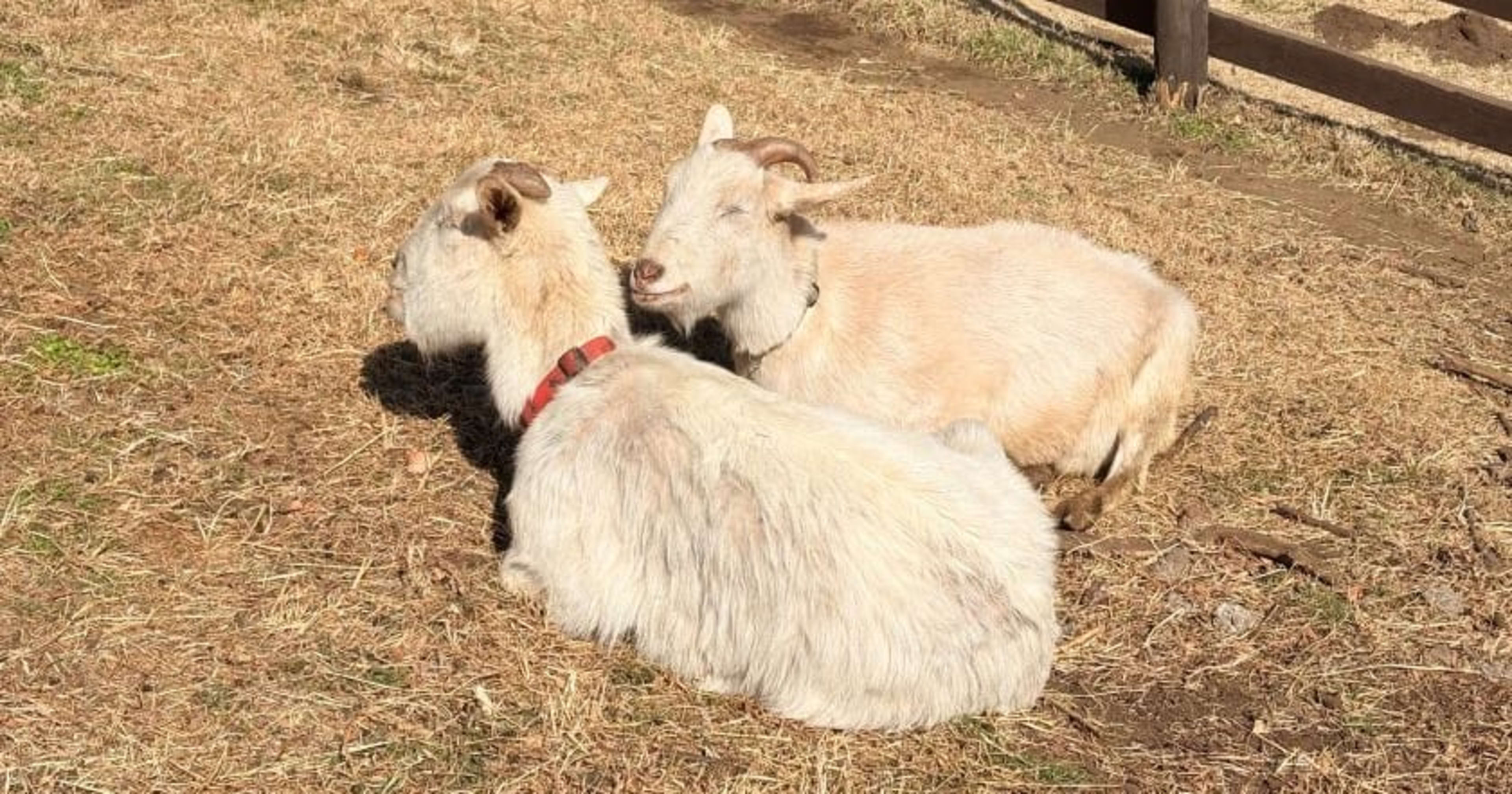 営業統括本部インサイドセールス部にジョインした彌永です!