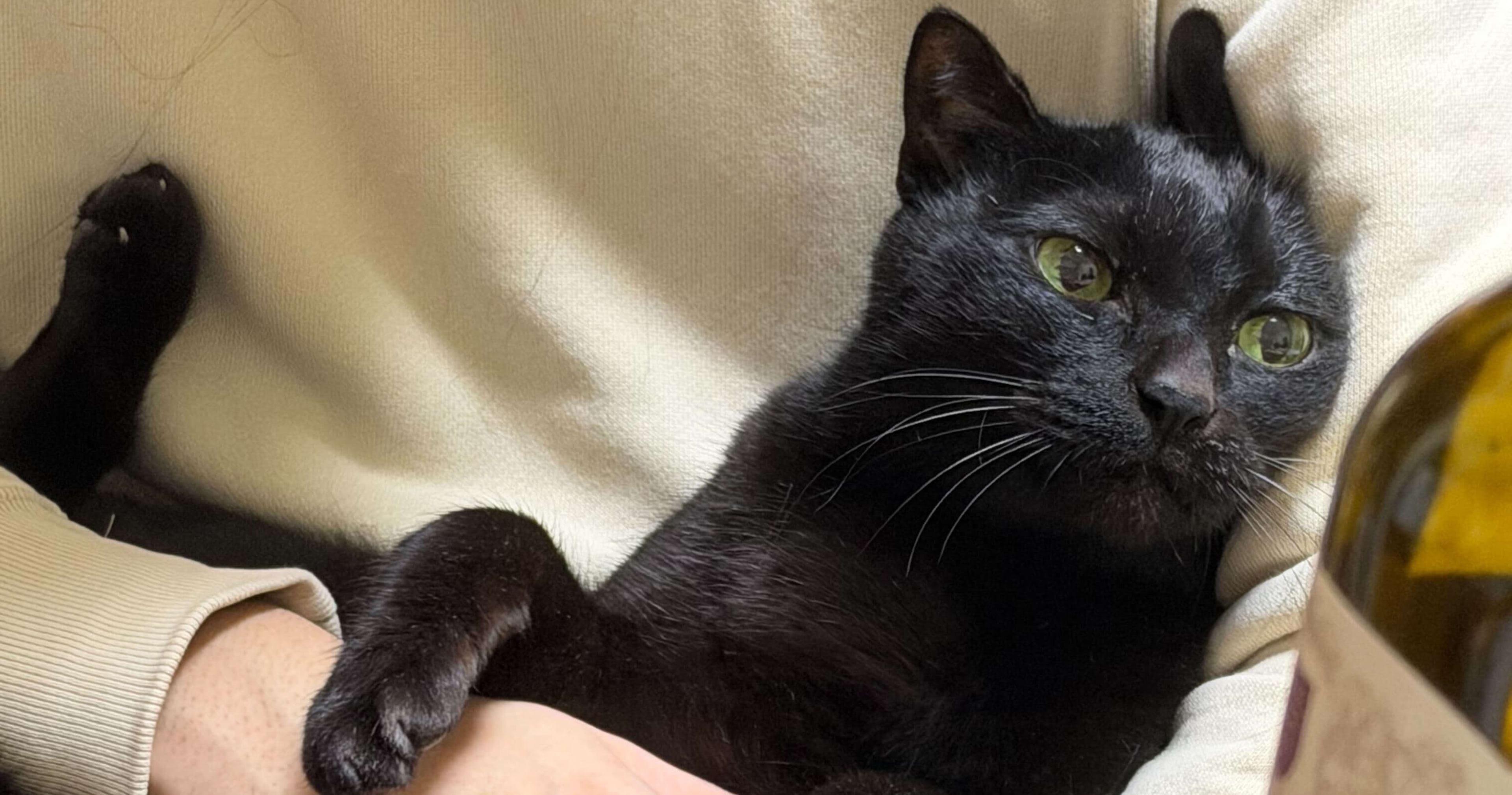 クラスメソッドオペレーションズに新卒として入社しました、城元です。