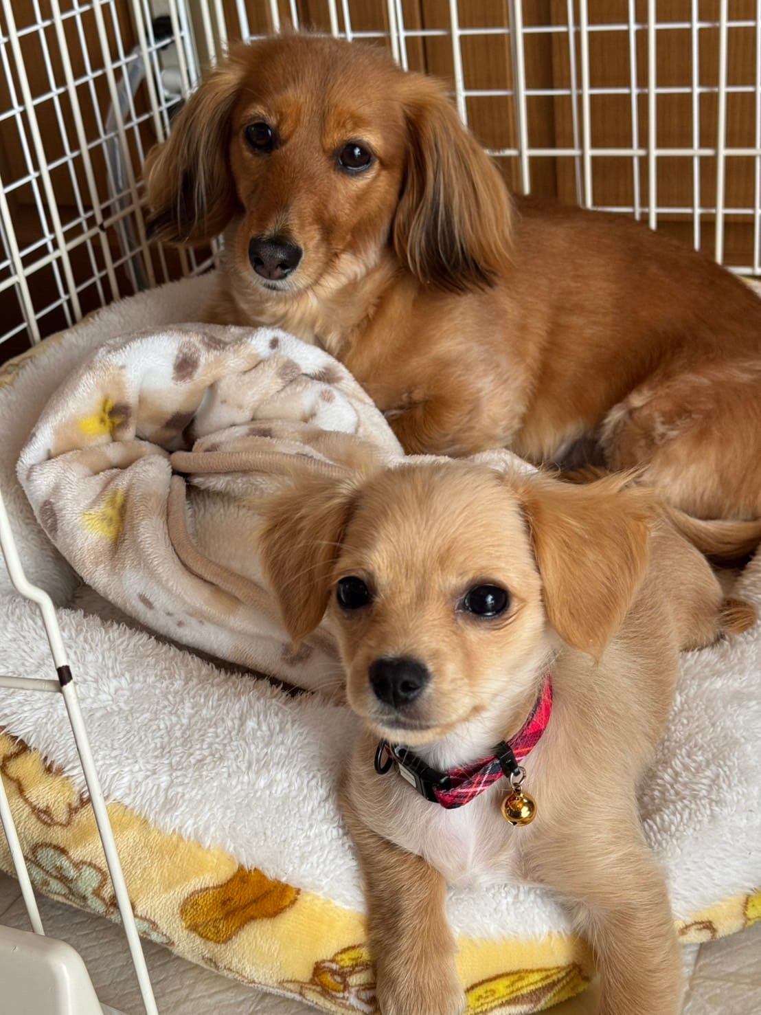 記事に挿入(ペット)