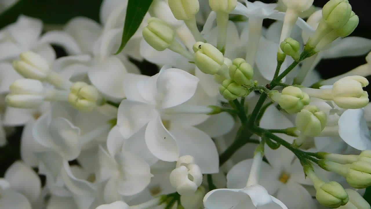 ライラックの close-up 動画のフレーム、白い花穂と緑の葉