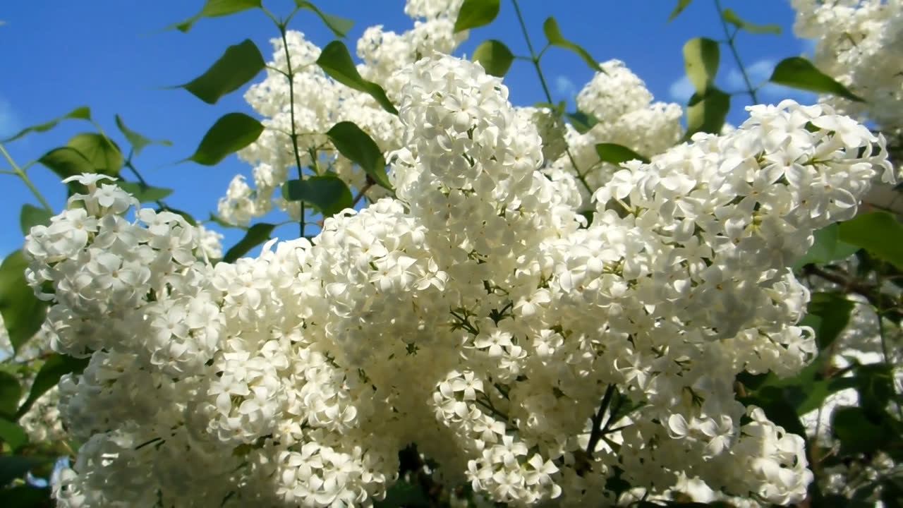 白いライラック (もしくは白いラベンダー) の close-up、風に揺れる花穂