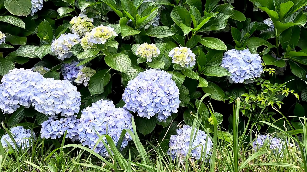 紫陽花 (hydrangea) の close-up、紫と白の花球と緑の葉
