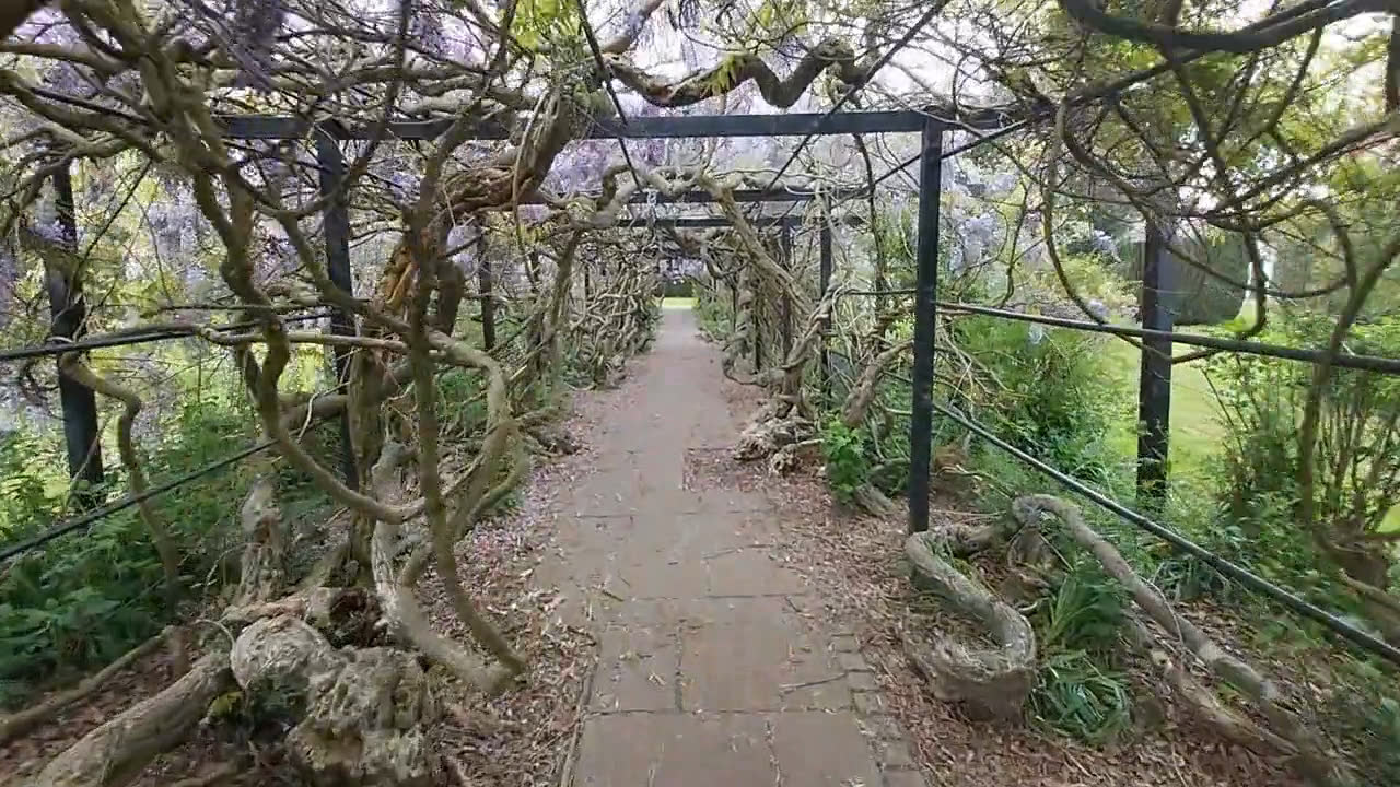 藤 (wisteria) のトンネル、房状の紫花が上から垂れ下がる石畳の小径