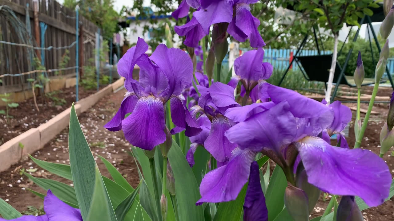 アイリスの close-up、紫色の花びらのディテール