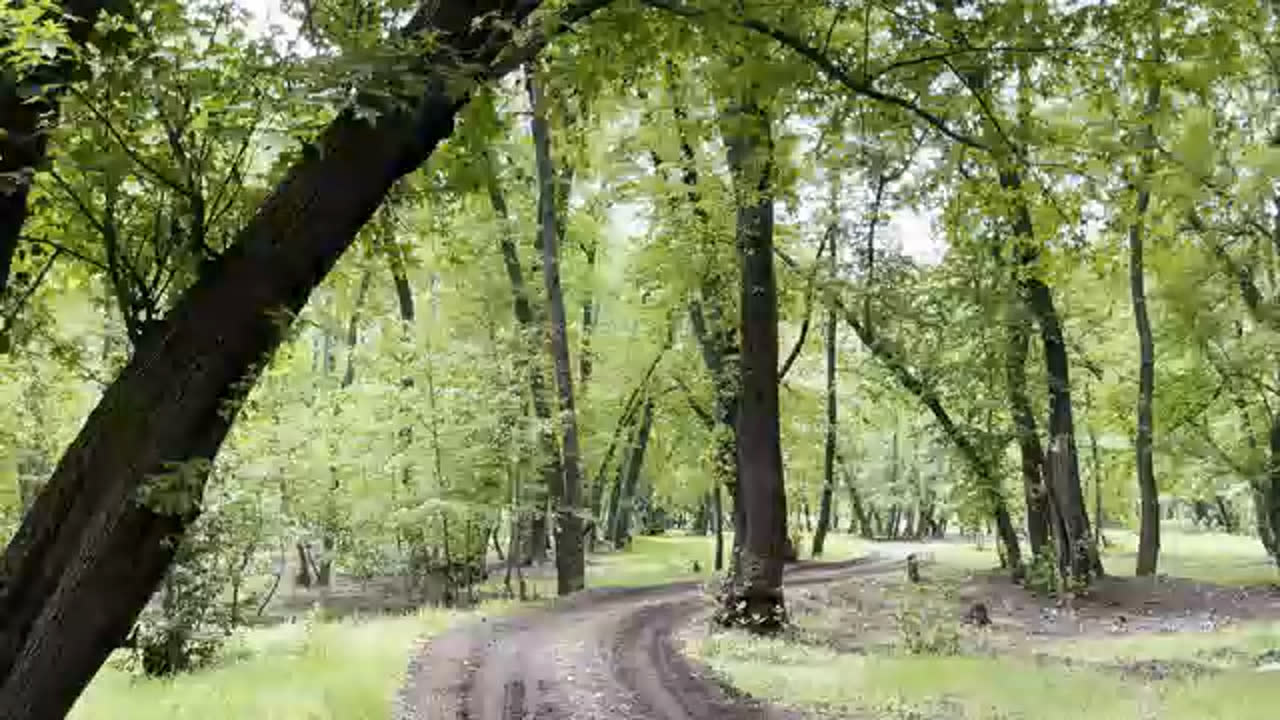 林道が曲がり、木々がそびえ立つ静かな森の風景の 1 フレーム