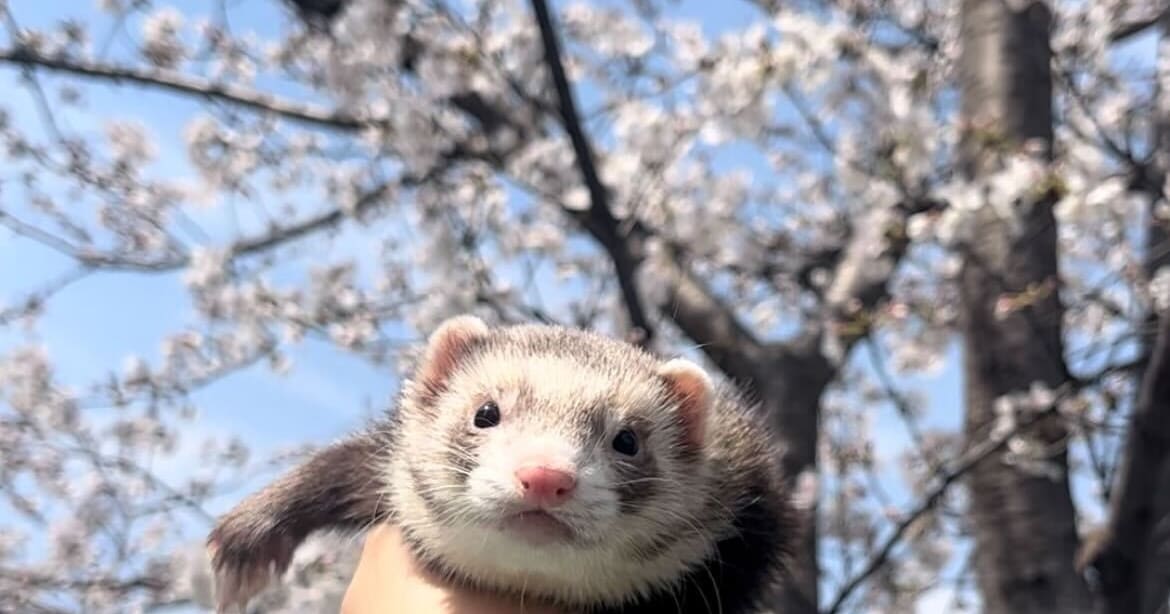 業務効率化ソリューション部にジョインしてました、きだぱんです！