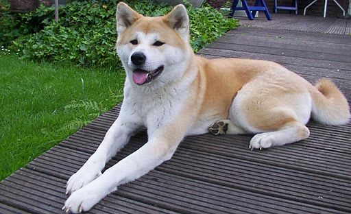 dog-akita