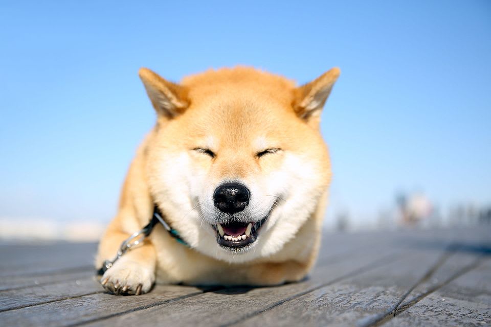dog-shibamaru