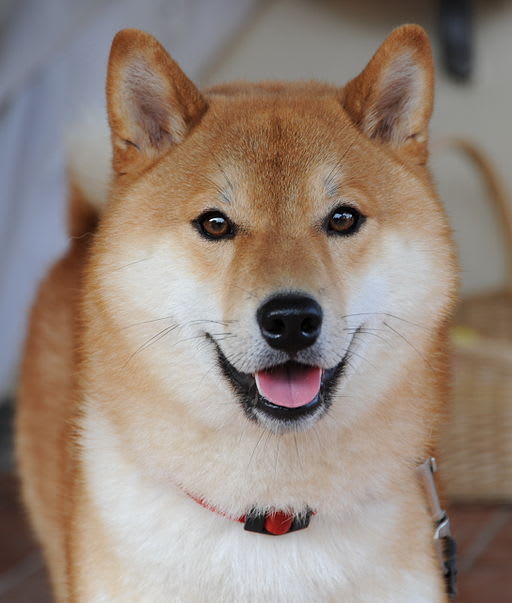 dog-shiba