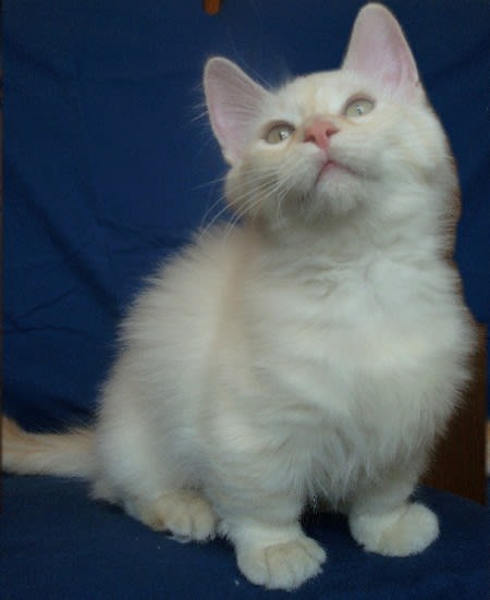 cat-munchikan