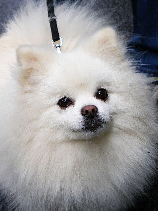 dog-whitepomeranian