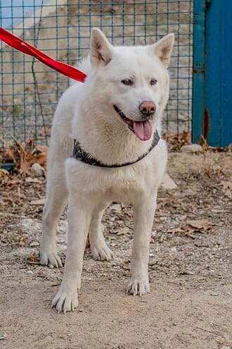 dog-whiteakita