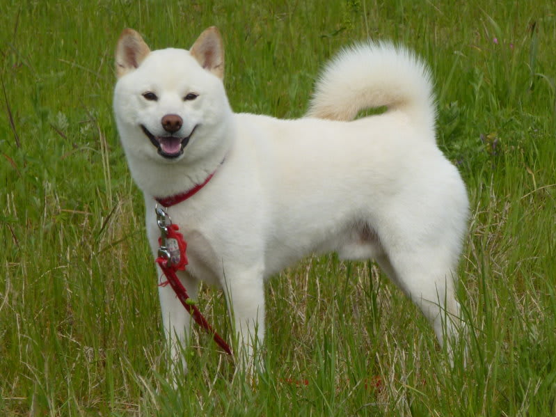 dog_whiteshiba