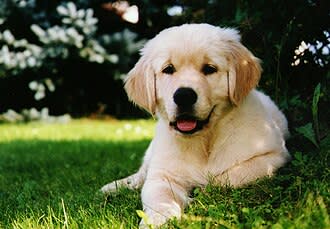 dog-goldenretriever