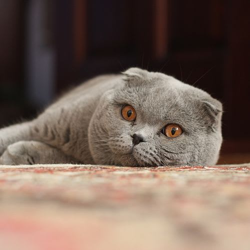 cat-scottishfold