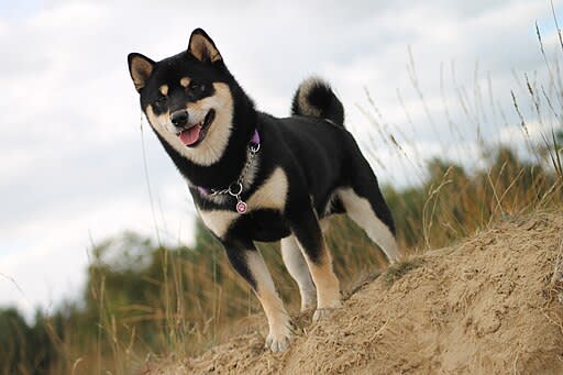 dog_blackshiba