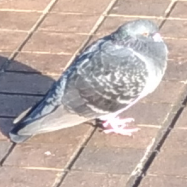 hato