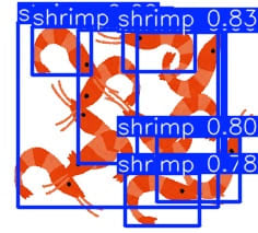 shrimp_detected_7