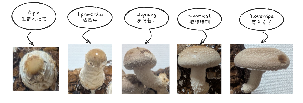 shiitake-mushroom-growth-record